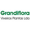 Grandiflora 