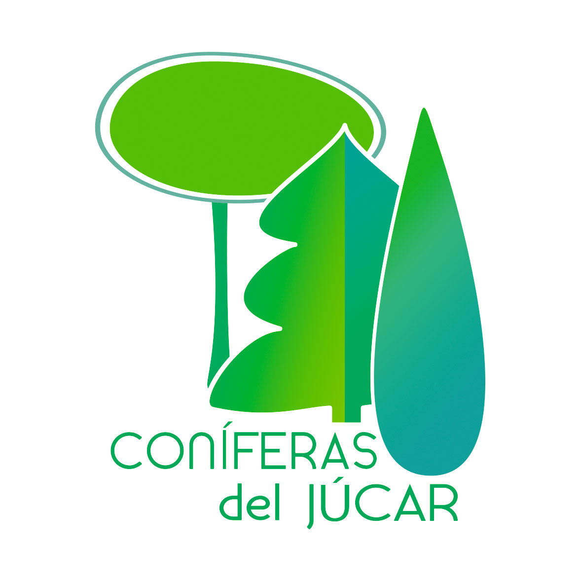 Coníferas del Júcar