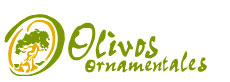 Olivos Ornamentales