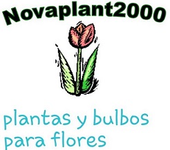 Novaplant 2000