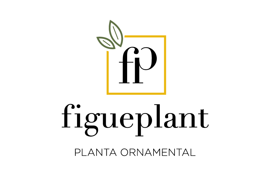 Figueplant

