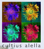 Cultius Alella