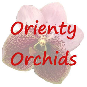 Orienty Orchids