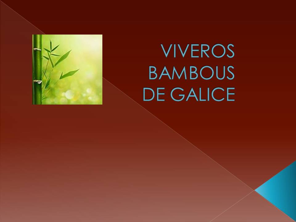 viveros bambous de galice