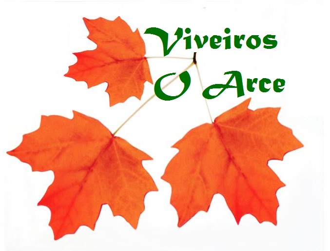 Viveiros o arce