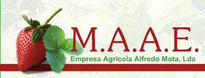 M.A.A.E. viveirista plantas de morangueiro