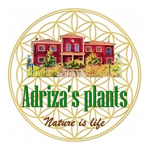 Adriza’s Plants