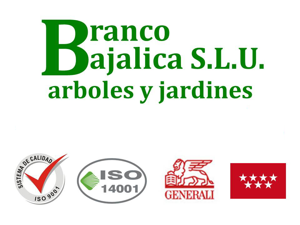 BRANCO BAJALICA