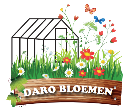 Daro flowers