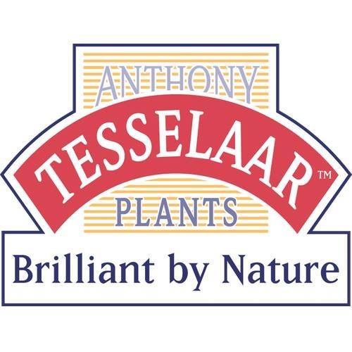 Anthony Tesselaar Plants