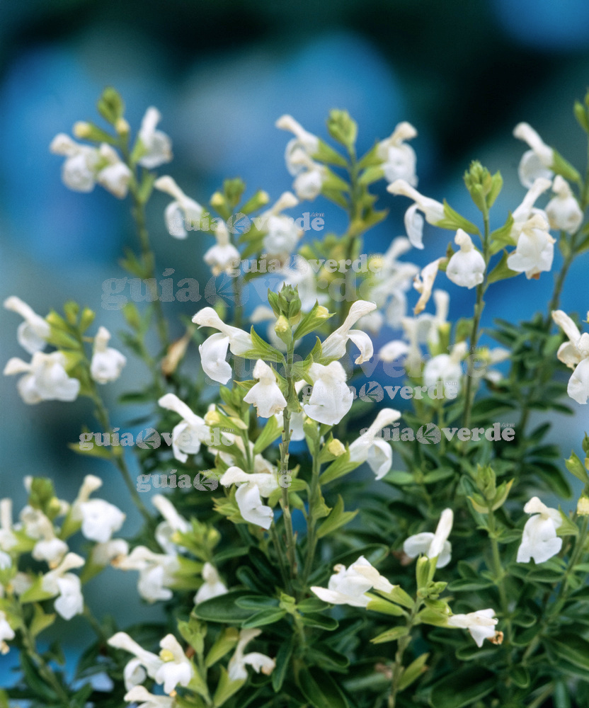 Planta Salvia blanca (hojas)