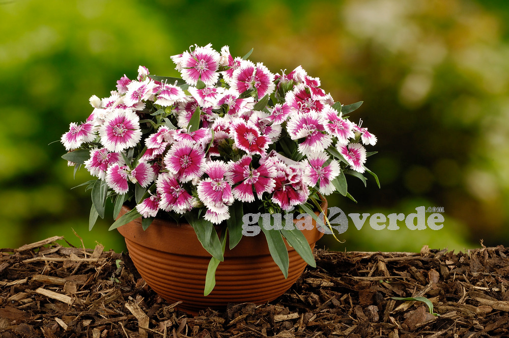 Dianthus chinensis - Clavellina, Clavel chino