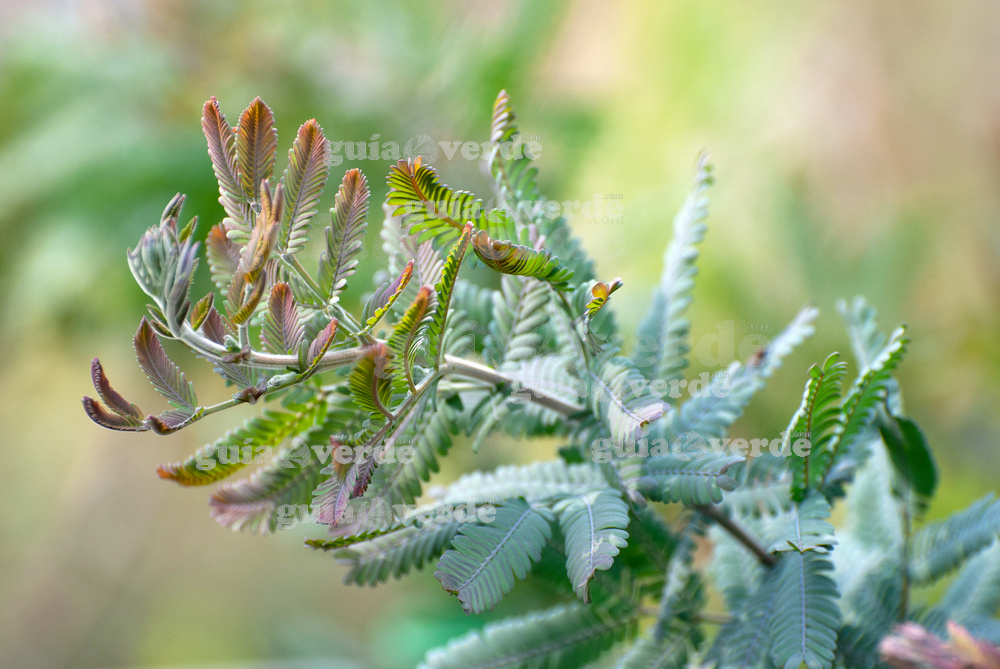 Entrada Sucediendo Enjuague bucal Acacia baileyana - Mimosa dorada