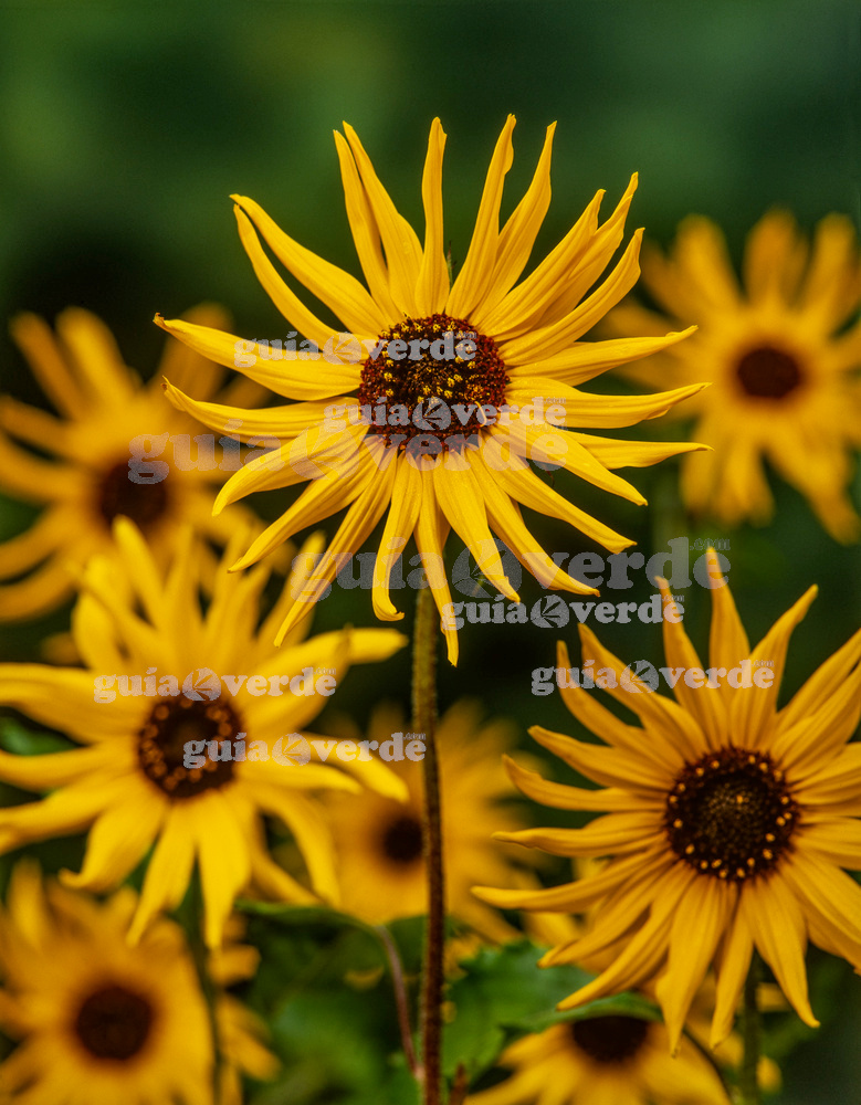 Top 79+ imagen flor amarilla que se parece al girasol