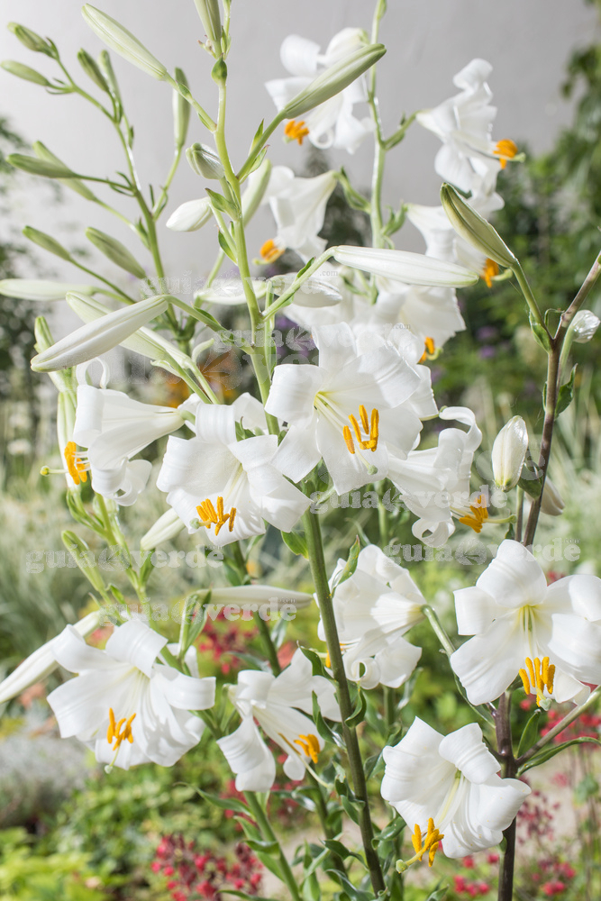 Lilium candidum - Azucena blanca, Lirio de San Antonio