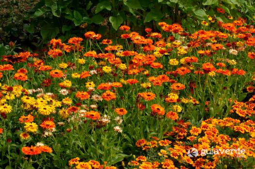 Calendula officinalis - Caléndula