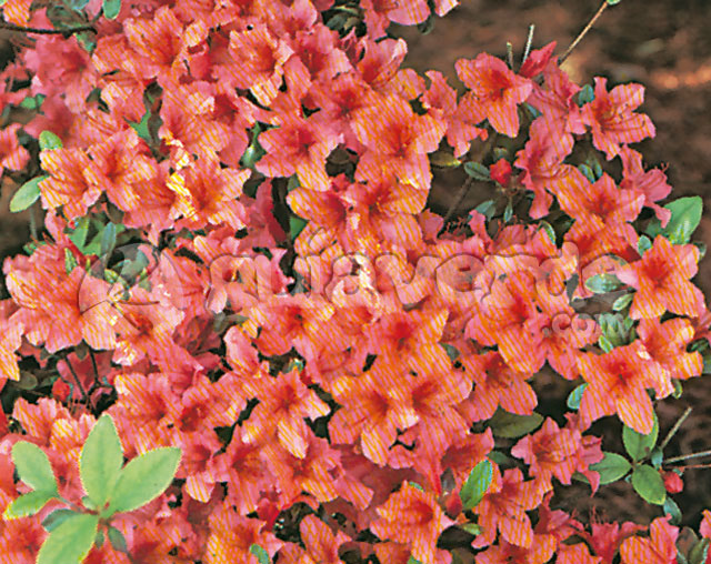 Rhododendron japonicum 'Orange Beauty' - Azalea japonesa 'Orange Beauty'