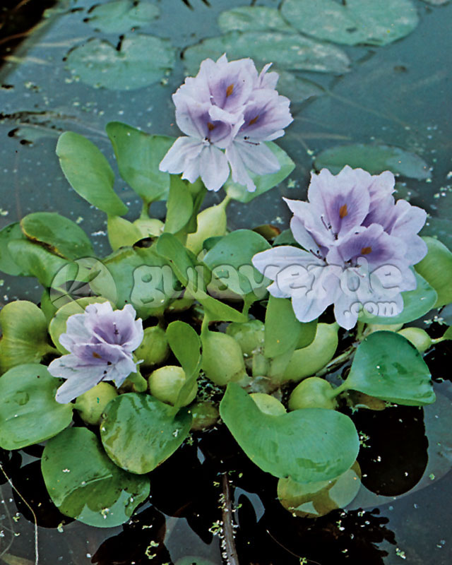 Eichhornia crassipes - Jacinto de agua, Camalote