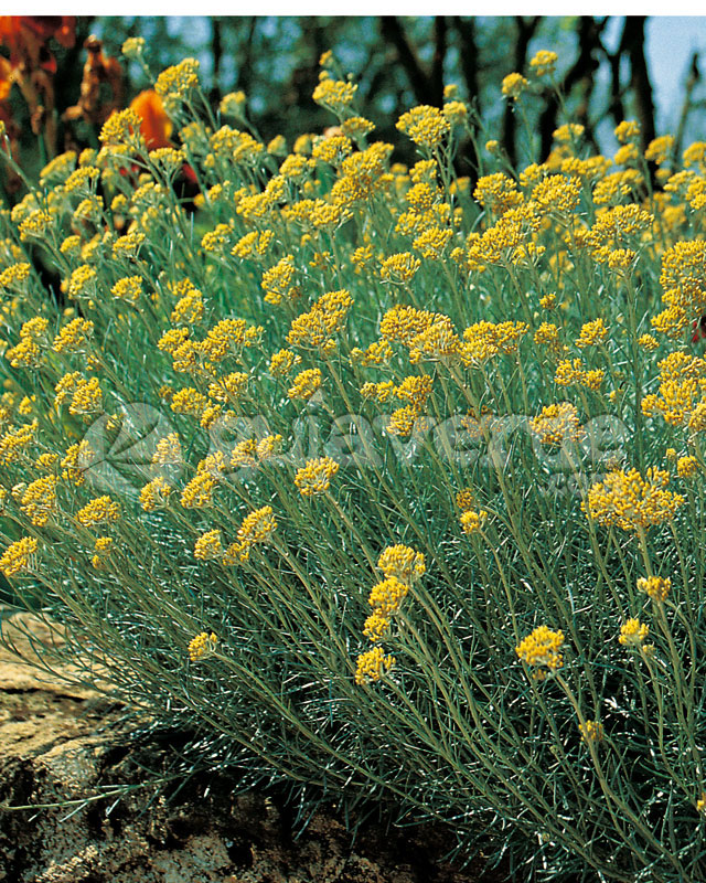 Helichrysum italicum - Siempreviva, curry