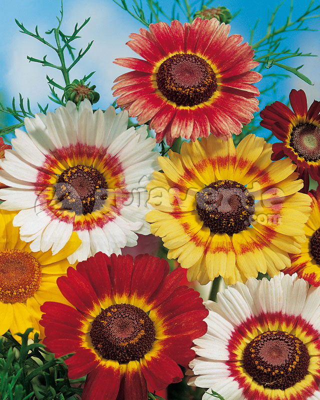 Featured image of post Crisantemo Carinatum Crisantemos carinatum dibujo para colorear