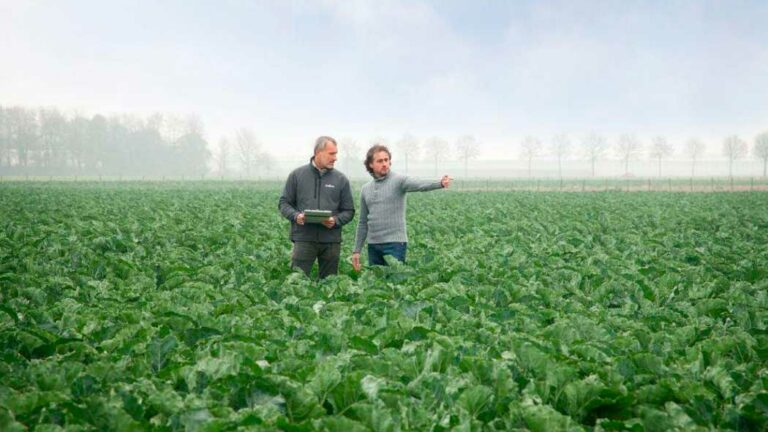 cauliflower_field_07112025134842