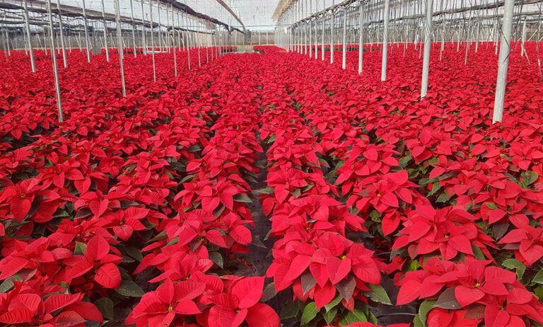 poinsettia-andalucia_06112025143817
