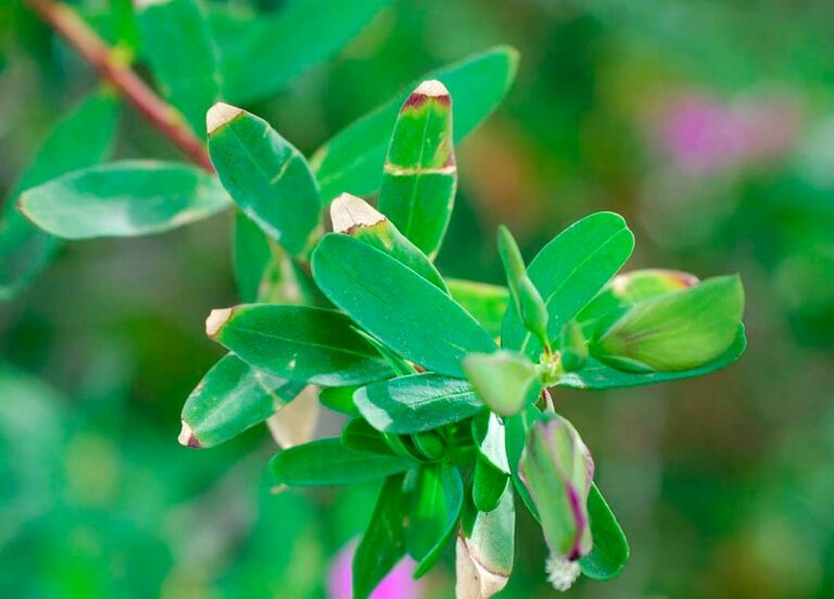 polygala_myrtifolia_corcega_10112025173258