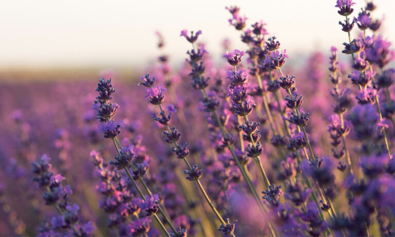 Plantas Aromáticas