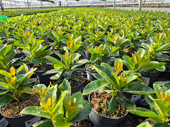 sustratos Peat Free
