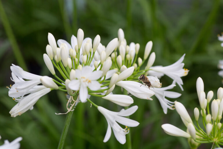 agapanthus-amourette-superb-white-2_14062023105050
