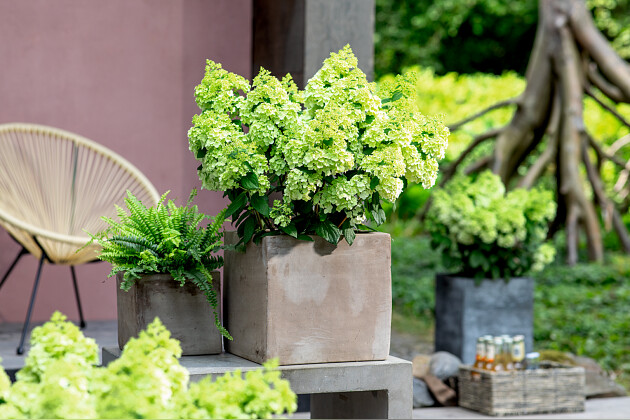 agriom-cloud-hydrangea-bloomulus_06052025123647