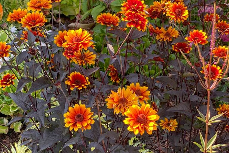 allplants_29052025102821