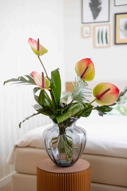 anthurium-fortezza_13122023150620