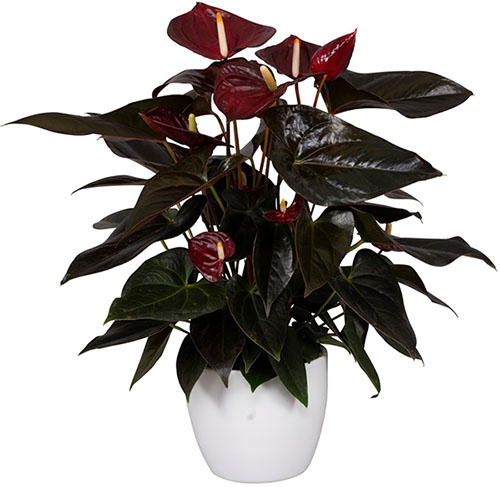 anthurium_delicata_1_25042023153328