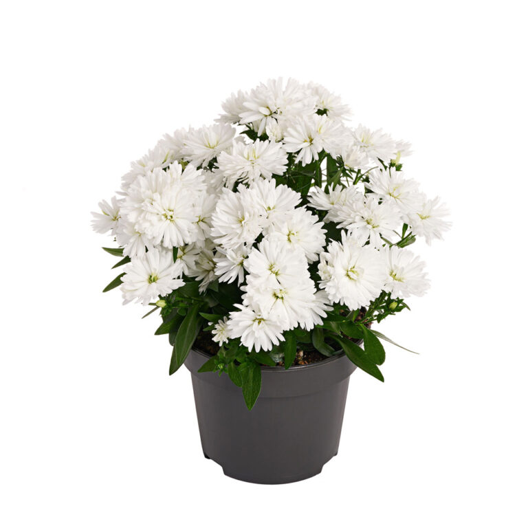 aster_showmakers_polarpg_30042025115552