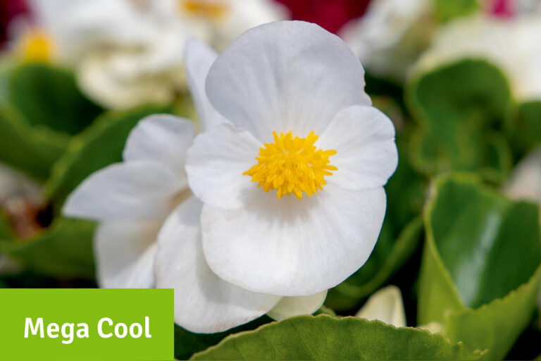 benary-mega-cool_29052025103646