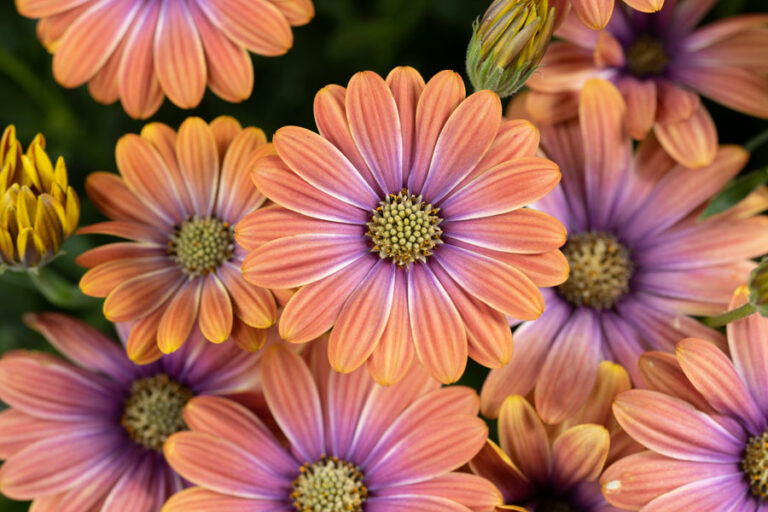 besties-dynamic-bicolor_01092025144708