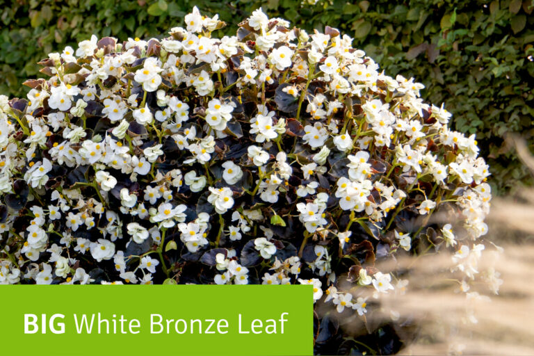big_white_bronze_leaf_21082024142511