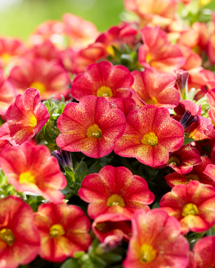 calibrachoa_selectaone_20062024150342