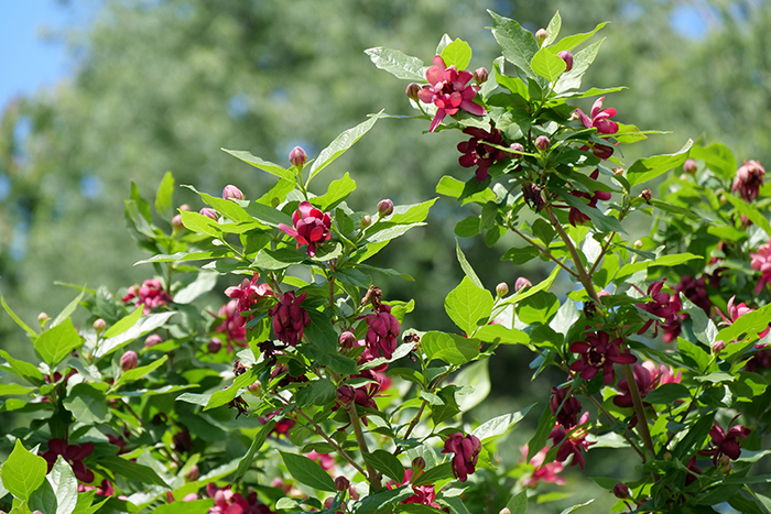 calycanthus_aphrodite_4ae_proven_winners_13112024165939