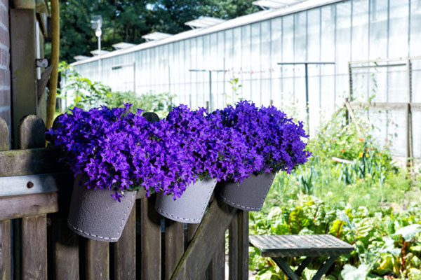 campanula_floresnte_ambella_1_25042023142421
