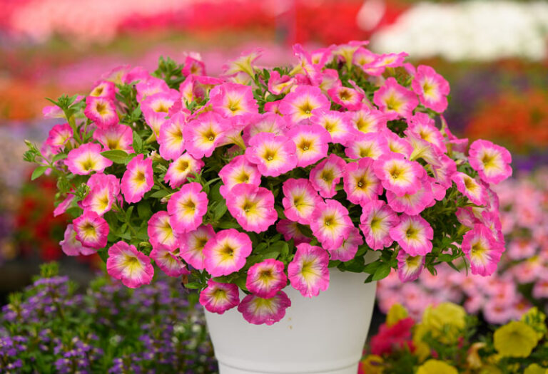 capellapinkmorn_31102023145906