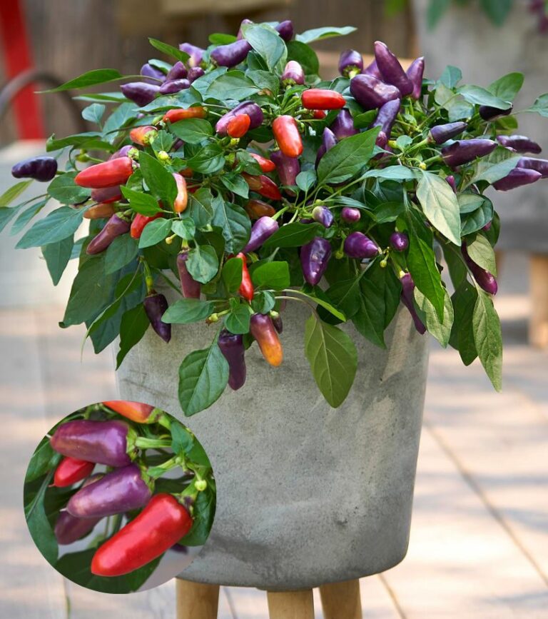 capsicum-prudac_31052023094840