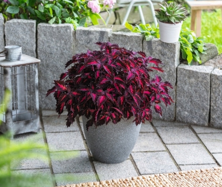 coleus_dummen_25082023134329