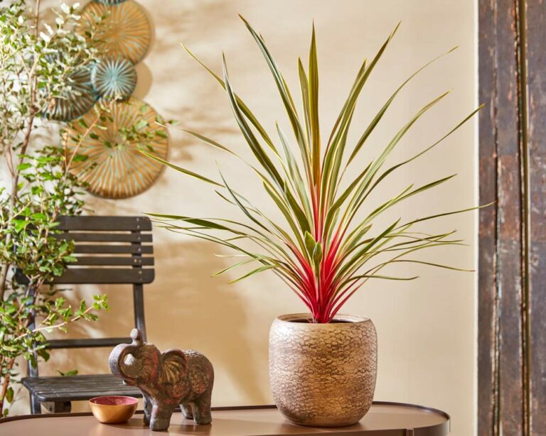 cordyline_1_19052023115023