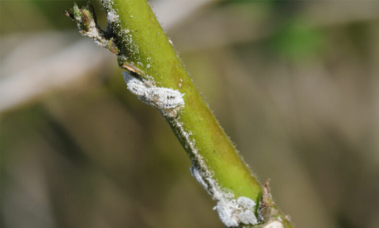 cotonet_16122025132916