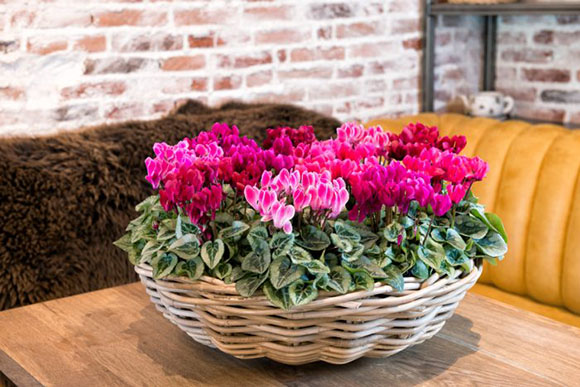 cyclamen_super_serie_donatello_1_25042023142620