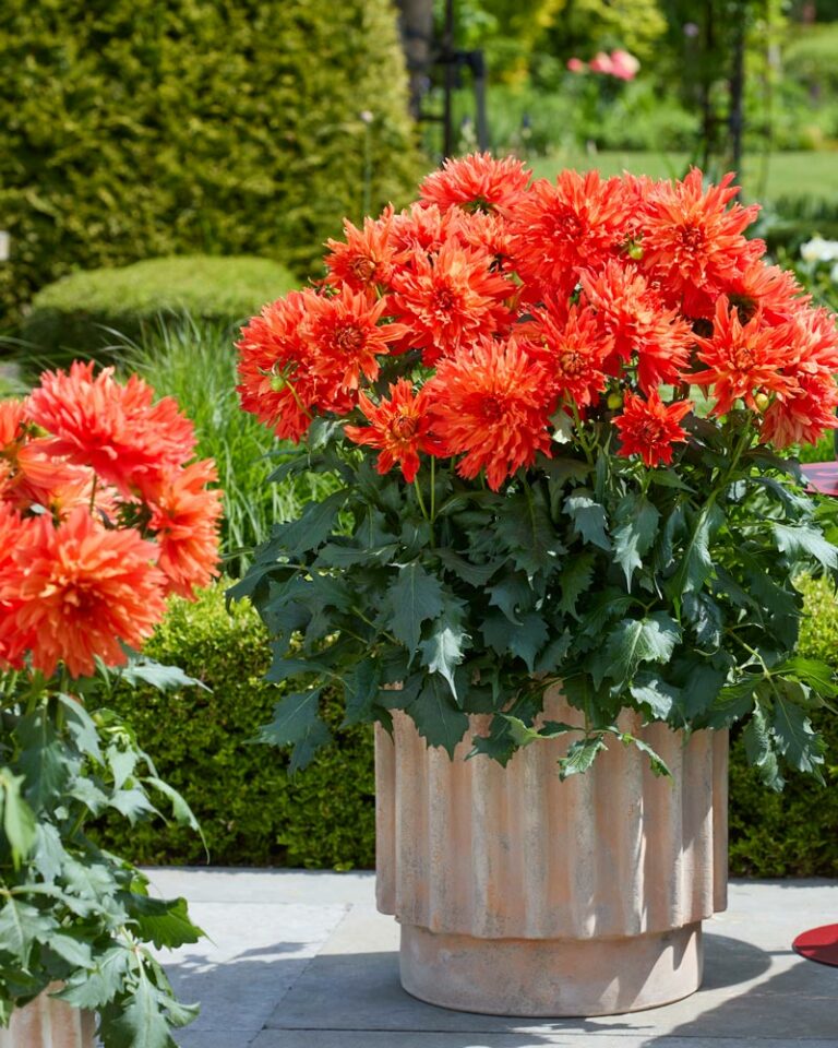 dahliabeekenkampelmo_17062025091553