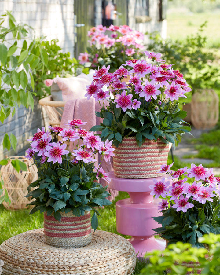 dahliastarburst_20062024144923