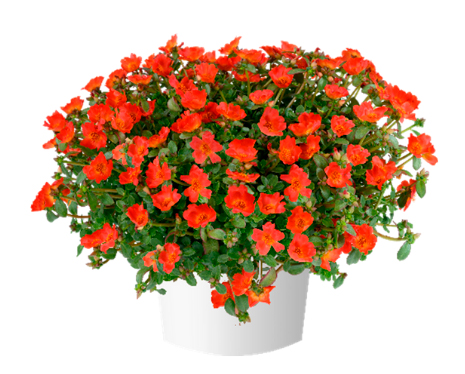 deep-orange_07112023101117